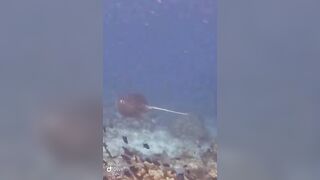 Большой скат у Расду – плавная траектория и тень над песком