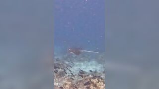 Большой скат у Расду – плавная траектория и тень над песком