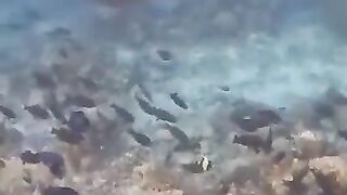 Большой скат у Расду – плавная траектория и тень над песком