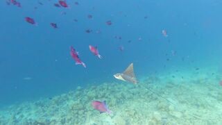 Rasdhoo отдых на локальном острове, где рыбалка проще и дешевле?