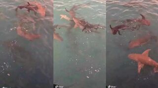 Кормёжка на причале Расду – рыба и тени акул под настилом