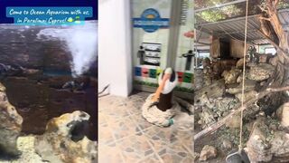 Ocean Aquarium, Paralimni Кипр семейная прогулка и что тут увидеть под водой
