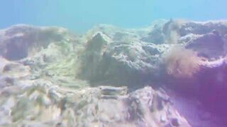 Paralimni Under The Sea, Cyprus — подводный мир и рифовая тропа