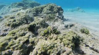 Paralimni Under The Sea, Cyprus — подводный мир и рифовая тропа