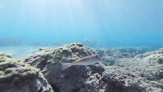 Paralimni Under The Sea, Cyprus — подводный мир и рифовая тропа