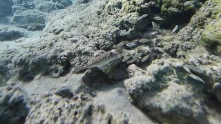 Paralimni Under The Sea, Cyprus — подводный мир и рифовая тропа