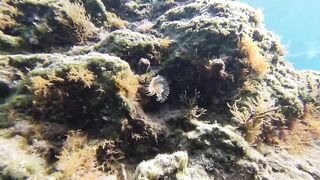 Paralimni Under The Sea, Cyprus — подводный мир и рифовая тропа