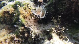 Paralimni Under The Sea, Cyprus — подводный мир и рифовая тропа