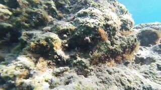 Paralimni Under The Sea, Cyprus — подводный мир и рифовая тропа