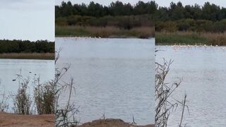 Фамагуста Кипр фламинго держатся до марта, вода ещё прохладная