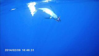 Famagusta Bay — охота на альбакора, как ищут косяки у Кипра