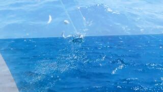 Famagusta Bay — ловля сетью и что говорит закон на Кипре?