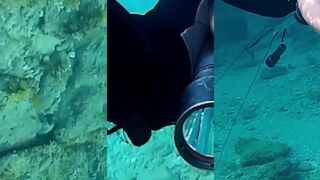 Заргана у Кирении – подводный кадр с гарпуном и быстрый проход стаи