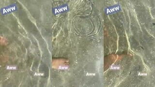 Fish Bites — бесплатный фут-спа от рыбок, а есть ли тут рыбалка поблизости?