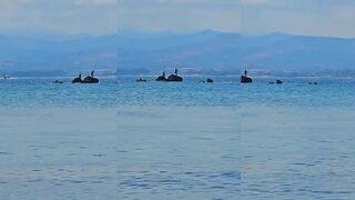 Polis Chrysochous Кипр понедельник и морская рыбалка на утренней заре