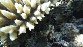 Акабский залив — подводный мир Иордании и береговые споты