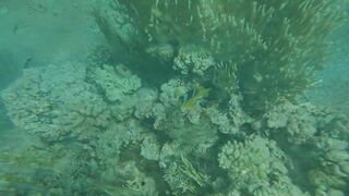 Акабский залив — подводный мир Иордании и береговые споты