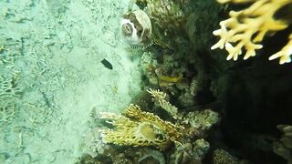 Акабский залив — подводный мир Иордании и береговые споты