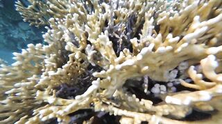 Акабский залив — подводный мир Иордании и береговые споты