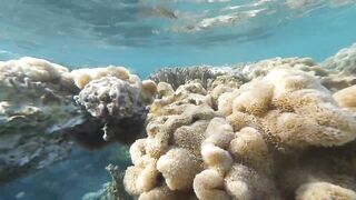 Акабский залив — подводный мир Иордании и береговые споты