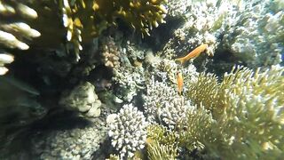 Акабский залив — подводный мир Иордании и береговые споты