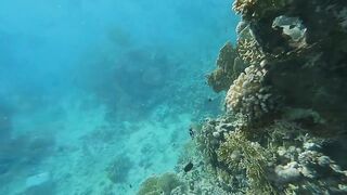 Акабский залив — подводный мир Иордании и береговые споты