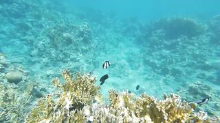 Акабский залив — подводный мир Иордании и береговые споты