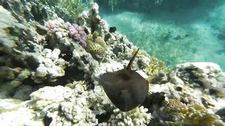 Акабский залив — подводный мир Иордании и береговые споты