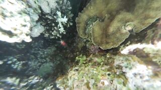 Акабский залив — подводный мир Иордании и береговые споты