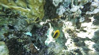 Акабский залив — подводный мир Иордании и береговые споты