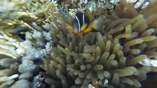 Акабский залив — подводный мир Иордании и береговые споты