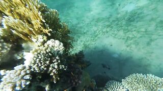 Акабский залив — подводный мир Иордании и береговые споты