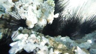 Акабский залив — подводный мир Иордании и береговые споты