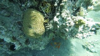 Акабский залив — подводный мир Иордании и береговые споты