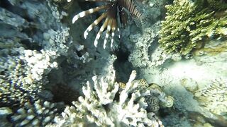 Акабский залив — подводный мир Иордании и береговые споты