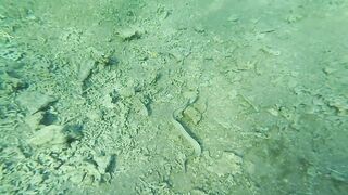 Акабский залив — подводный мир Иордании и береговые споты