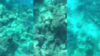 Красное море, Акабский залив: прогулка по Sultan Garden и стеклянная вода апреля 2024