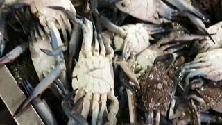 Доха — порт, рыбный рынок и рыбаки: где лучше ловить с берега?