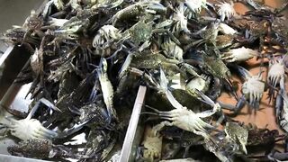 Доха — порт, рыбный рынок и рыбаки: где лучше ловить с берега?