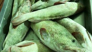 Доха — порт, рыбный рынок и рыбаки: где лучше ловить с берега?