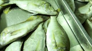 Доха — порт, рыбный рынок и рыбаки: где лучше ловить с берега?