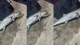 Doha Corniche, Qatar — морская рыбалка на кингфиша с каяка: где клюет?