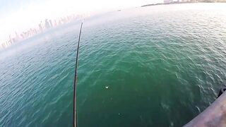 Doha Corniche: «bait and wait» — барракуда на живца у парапета