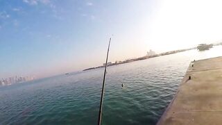 Doha Corniche: «bait and wait» — барракуда на живца у парапета