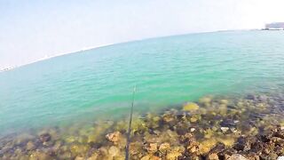 Doha Corniche: «bait and wait» — барракуда на живца у парапета