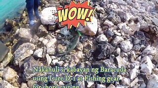 Doha Corniche: «bait and wait» — барракуда на живца у парапета