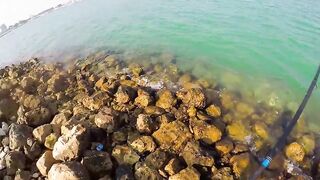 Doha Corniche: «bait and wait» — барракуда на живца у парапета