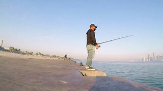 Doha Corniche: «bait and wait» — барракуда на живца у парапета