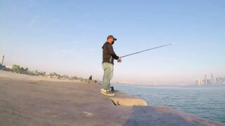 Doha Corniche: «bait and wait» — барракуда на живца у парапета