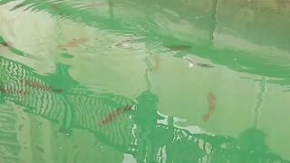 The Pearl, Qatar — red/white snapper: снасти и глубины у бровки